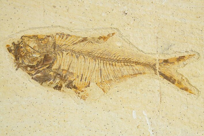 Fossil Fish (Diplomystus) - Wyoming #320137